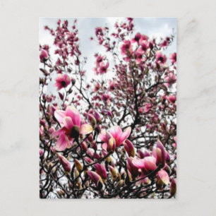 Magnolia i Bloom Vykort