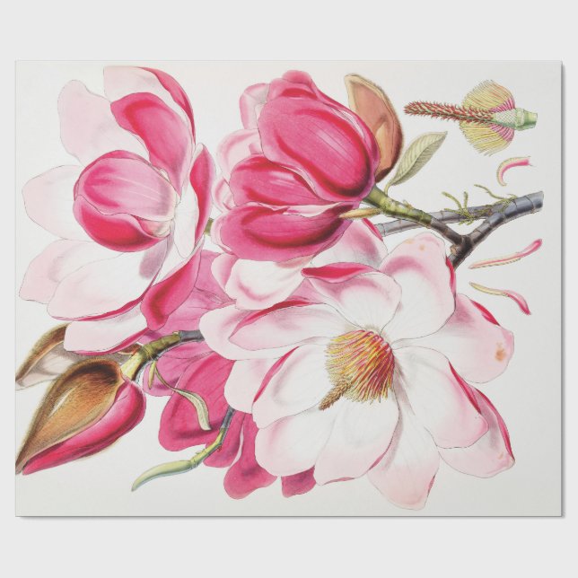 Magnolia i Campbell Presentpapper (Platt)