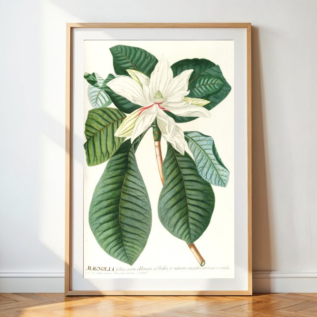 Magnolia III (1750-1773) Poster (Skapare uppladdad)