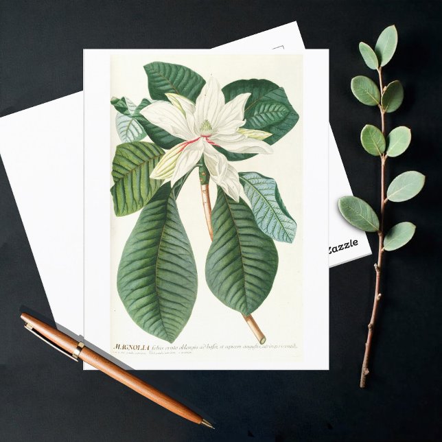 Magnolia III (1750-1773) Vykort (Skapare uppladdad)