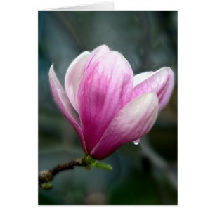 Magnolia in Rain Hälsningskort