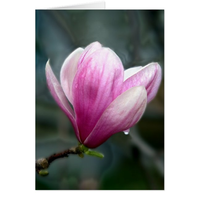 Magnolia in Rain Hälsningskort (Framsidan)