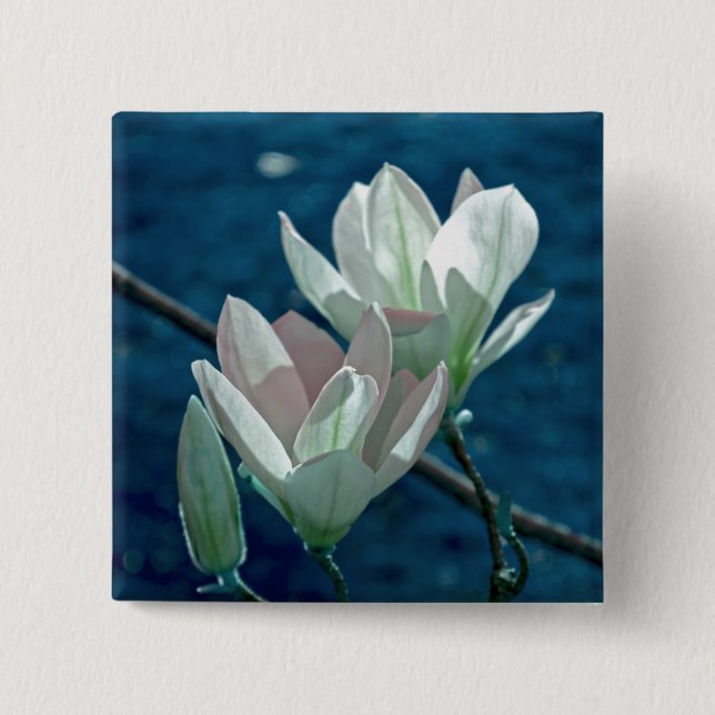 Magnolia Knapp (Framsida)