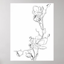 Magnolia-kontur