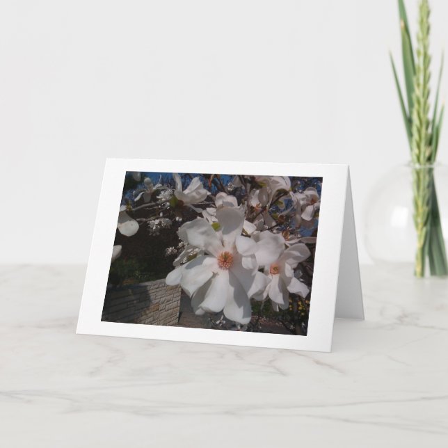 Magnolia Kort (Framsida)