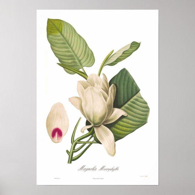 Magnolia macrophylla poster (Framsidan)