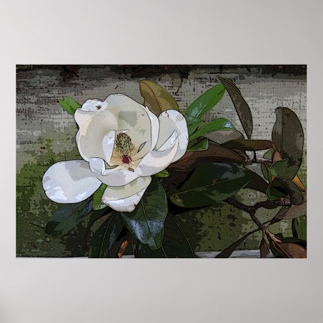 Magnolia Magic Poster -36x24 - andra storlekar ock (Framsidan)