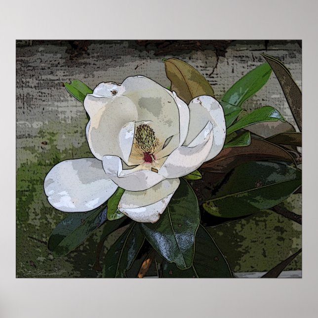 Magnolia Magic Print -24x20 -andra storlekar tillg Poster (Framsidan)