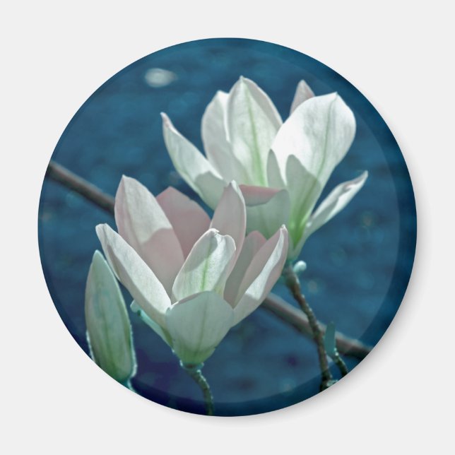Magnolia Magnet (Framsidan)