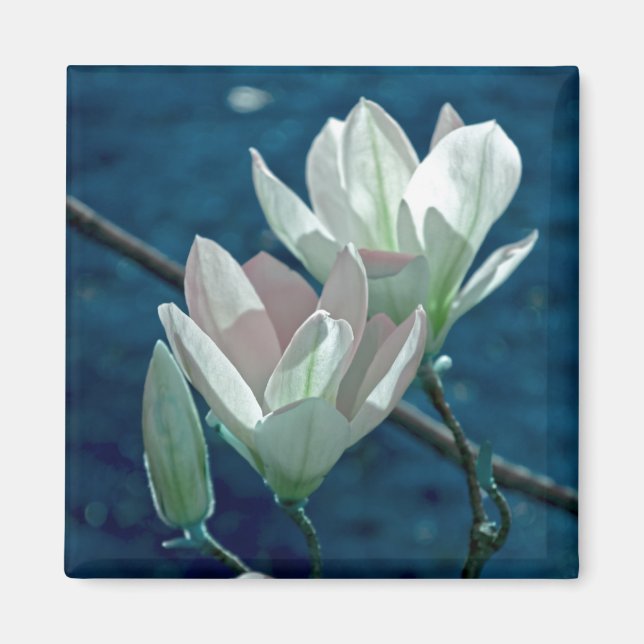 Magnolia Magnet (Framsidan)