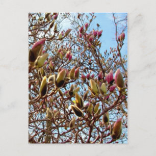 Magnolia Mass av Buds Vykort