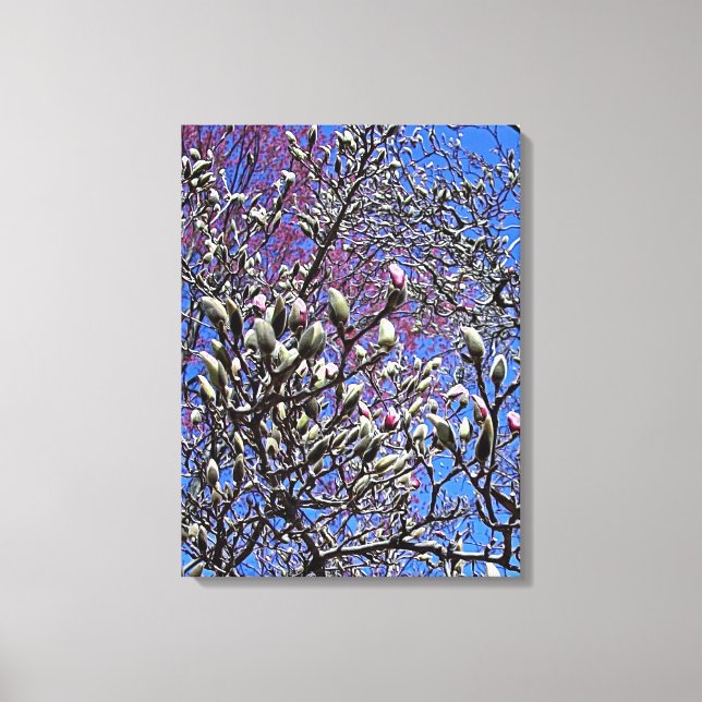 Magnolia, Massa Knoppar Canvastryck (Framsida)