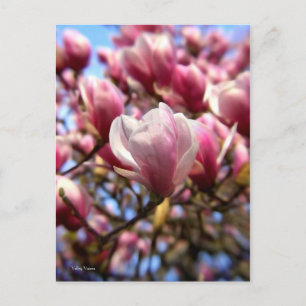 Magnolia-massa Vykort