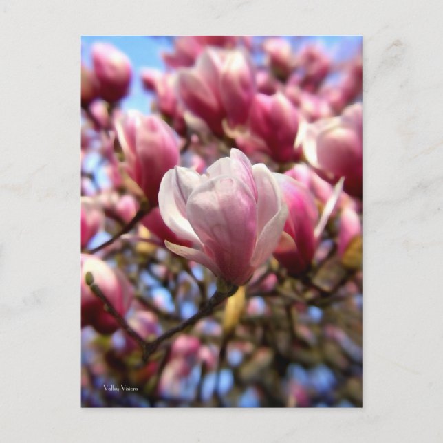 Magnolia-massa Vykort (Framsida)