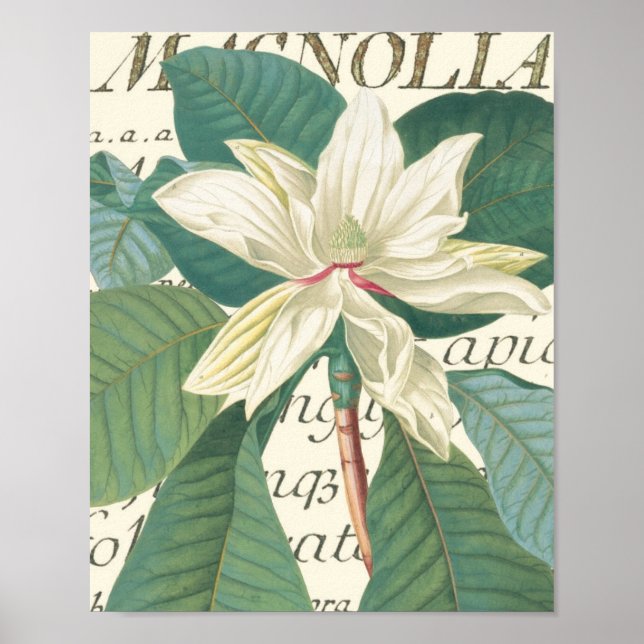 Magnolia med kalligrafisk information poster (Framsidan)