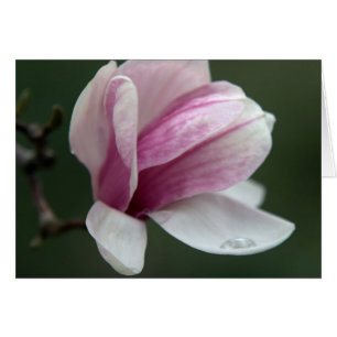 Magnolia med regn hälsningskort
