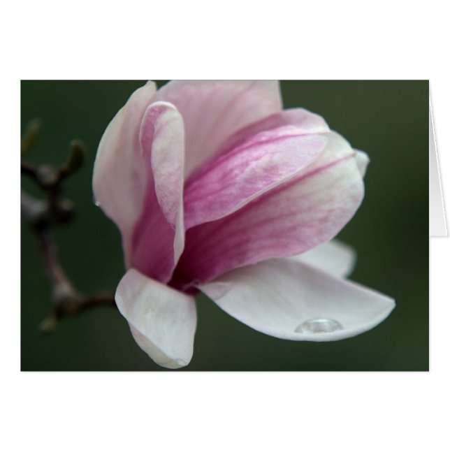 Magnolia med regn hälsningskort (Framsidan Horizontal)