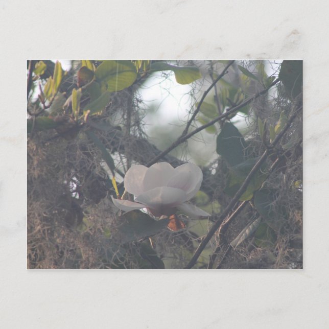 Magnolia med spanska mossar vykort (Framsida)