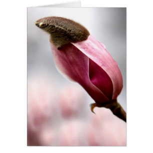 Magnolia med tak hälsningskort