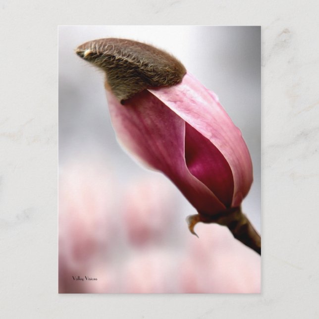 Magnolia med tak vykort (Framsida)