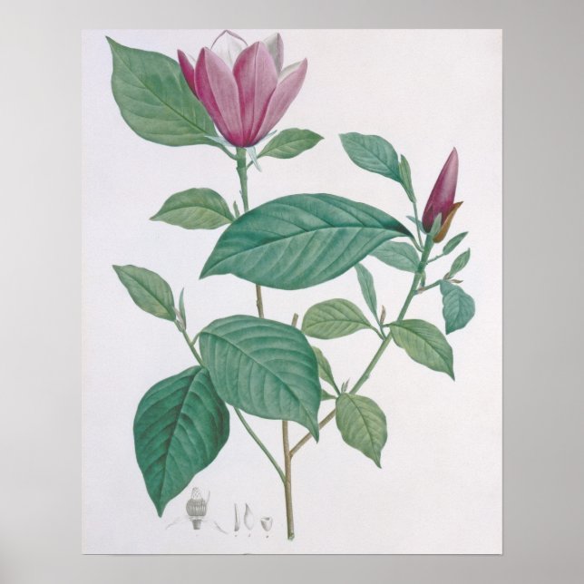 Magnolia-missfärgning, graverad med Legrand (färg  Poster (Framsidan)