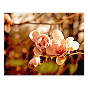 Magnolia Mood i Rosa Fototryck