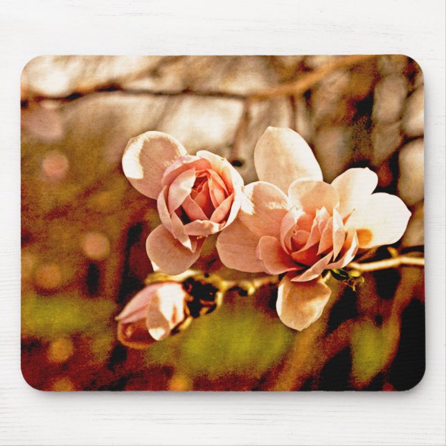 Magnolia Mood i Rosa Musmatta (Framsidan)