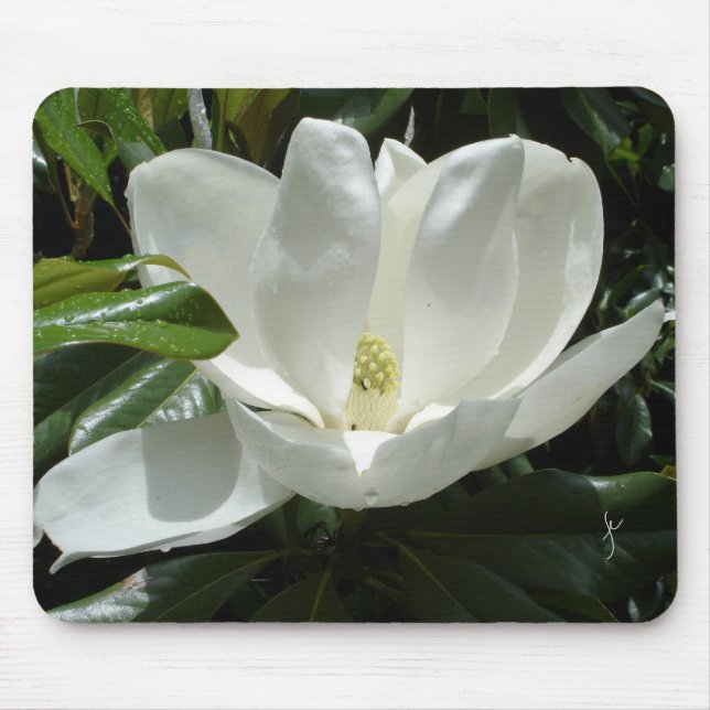 magnolia musmatta (Framsidan)