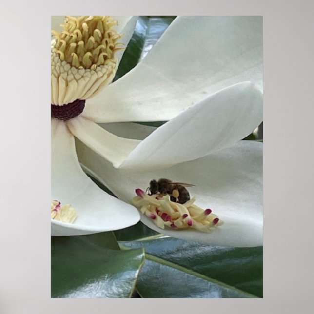 Magnolia närbild poster (Framsidan)