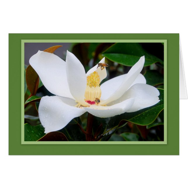 Magnolia och Honeybees Grönt Ram Card Hälsningskort (Framsidan Horizontal)