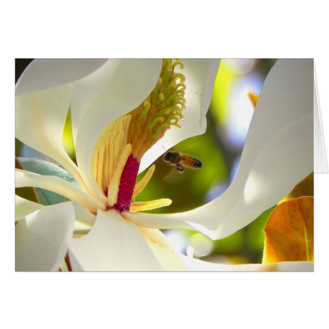 Magnolia- och honungsbiekort hälsningskort (Framsidan Horizontal)