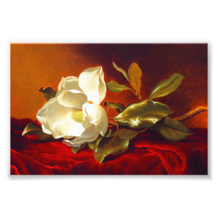Magnolia on Red Velvet Martin Johnson Heade Fototryck