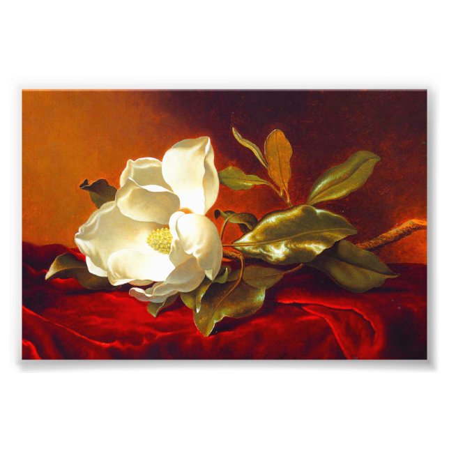 Magnolia on Red Velvet Martin Johnson Heade Fototryck (Framsidan)
