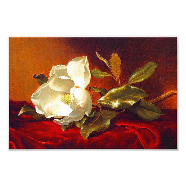 Magnolia on Red Velvet Martin Johnson Heade Fototryck (Framsidan)