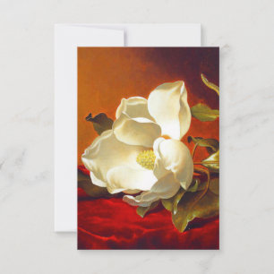 Magnolia on Red Velvet Martin Johnson Heade OSA Kort