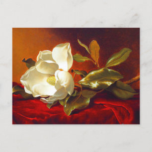 Magnolia on Red Velvet Martin Johnson Heade Vykort
