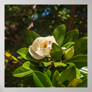 Magnolia på Korfu Poster