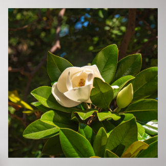 Magnolia på Korfu Poster