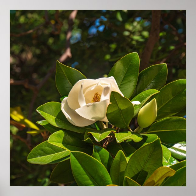 Magnolia på Korfu Poster (Framsidan)