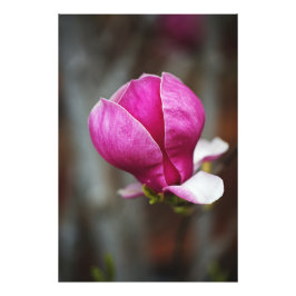 Magnolia Pink Full Bloom Fototryck