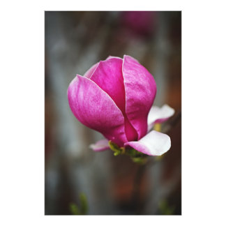 Magnolia Pink Full Bloom Fototryck