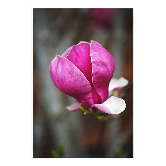 Magnolia Pink Full Bloom Fototryck (Framsidan)