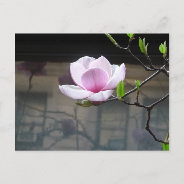 MAGNOLIA POSTCARD VYKORT (Framsida)