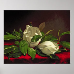 Magnolia Poster