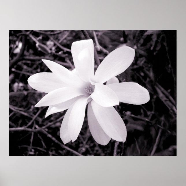 Magnolia Poster (Framsidan)