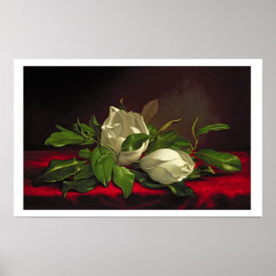 Magnolia Poster