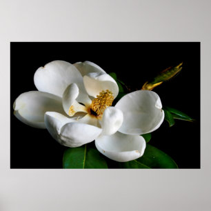 Magnolia Poster