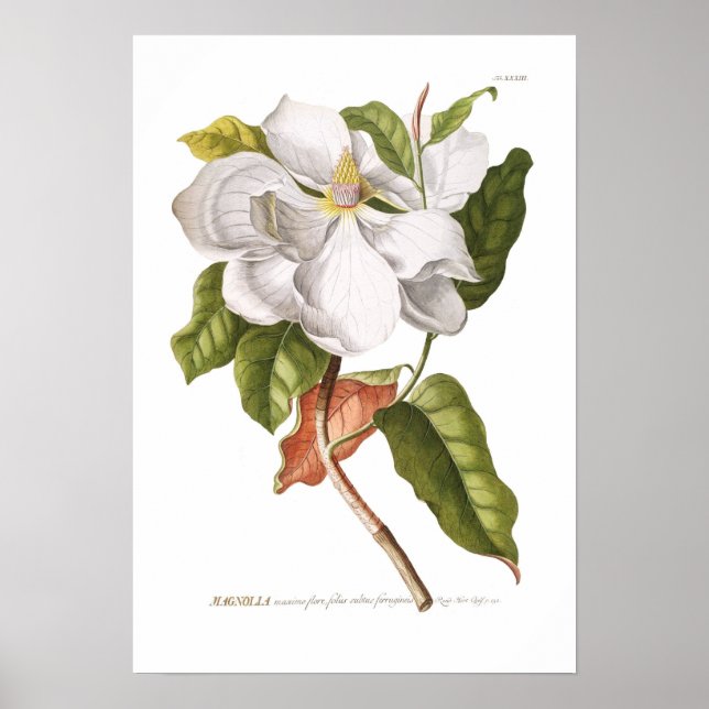 Magnolia. Poster (Framsidan)