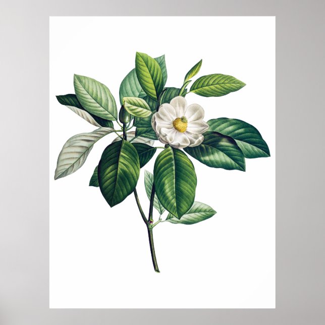 Magnolia poster (Framsidan)