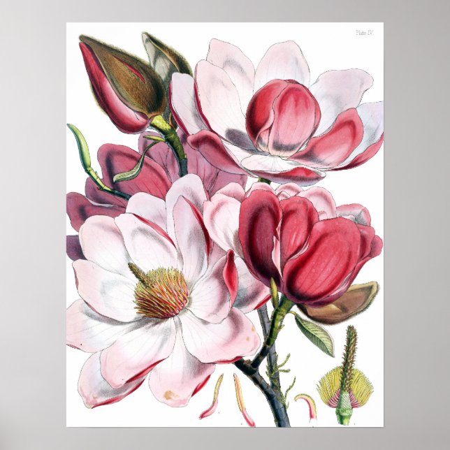 Magnolia Poster (Framsidan)